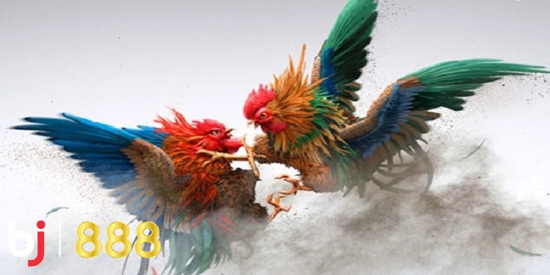 Đá gà Một trong những yếu tố làm nên sự khác biệt của BJ888 là đội ngũ CSKH