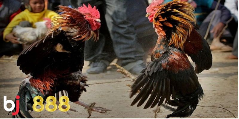 Đá gà Tỷ lệ cược hấp dẫn với tỷ lệ cạnh tranh