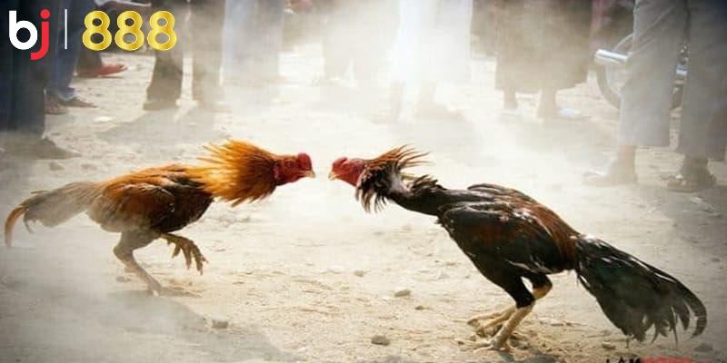chăm gà chọi trước đá Thường xuyên kiểm tra sức khỏe của gà