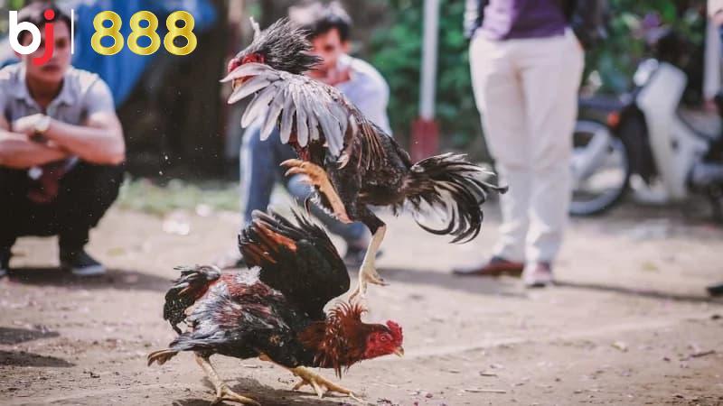 chăm gà chọi trước đá Lưu ý khi chăm sóc gà chọi trước đá