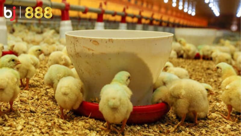 chăm sóc gà chọi mùa đông chăm sóc gà chọi mùa đông