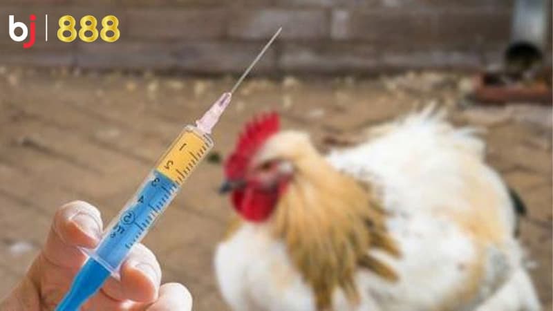 chăm sóc gà chọi mùa đông chăm sóc gà chọi mùa đông