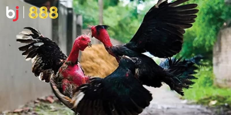 Chế độ ăn cho gà chọi Chế độ ăn cho gà chọi