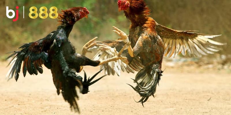 Chế độ ăn cho gà chọi Chế độ ăn cho gà chọi