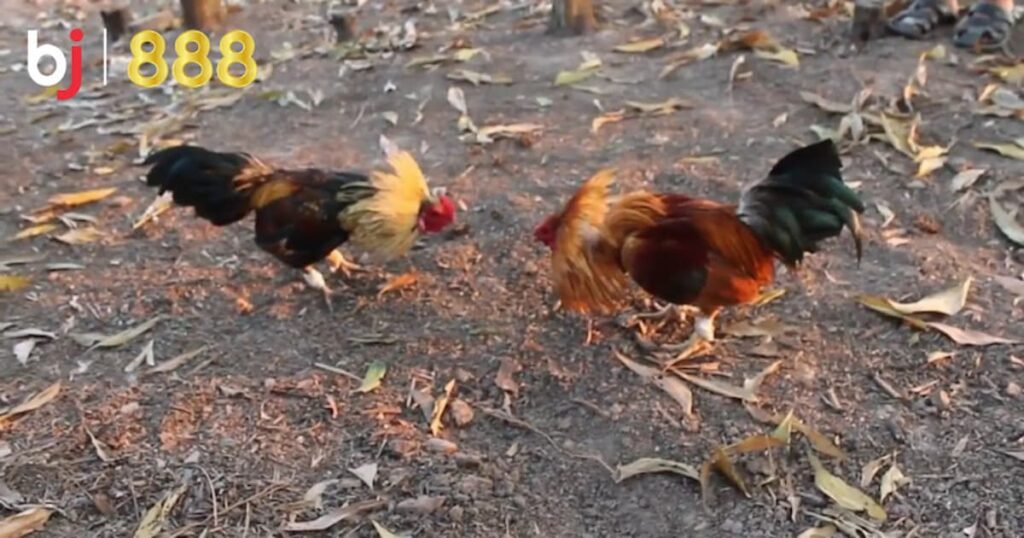 huan luyen ga choi chien dau