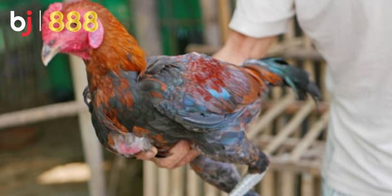 Kỹ thuật cắt tai gà chọi Kỹ thuật cắt tai gà chọi