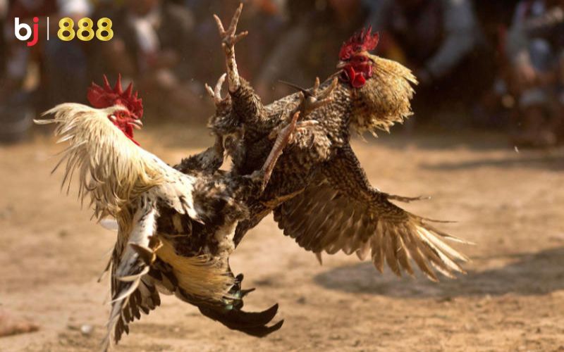 Kỹ thuật om bóp gà chọi Kỹ thuật om bóp gà chọi