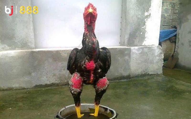 Kỹ thuật om bóp gà chọi Kỹ thuật om bóp gà chọi