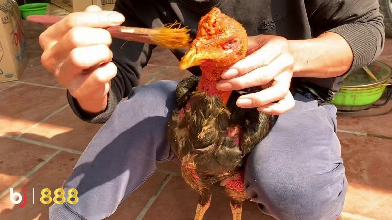 Kỹ thuật om bóp gà chọi Kỹ thuật om bóp gà chọi