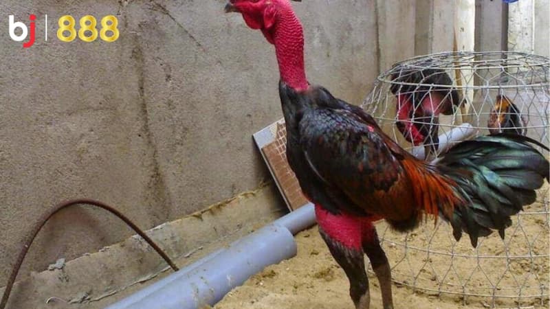 kỹ thuật vần gà chọi kỹ thuật vần gà chọi