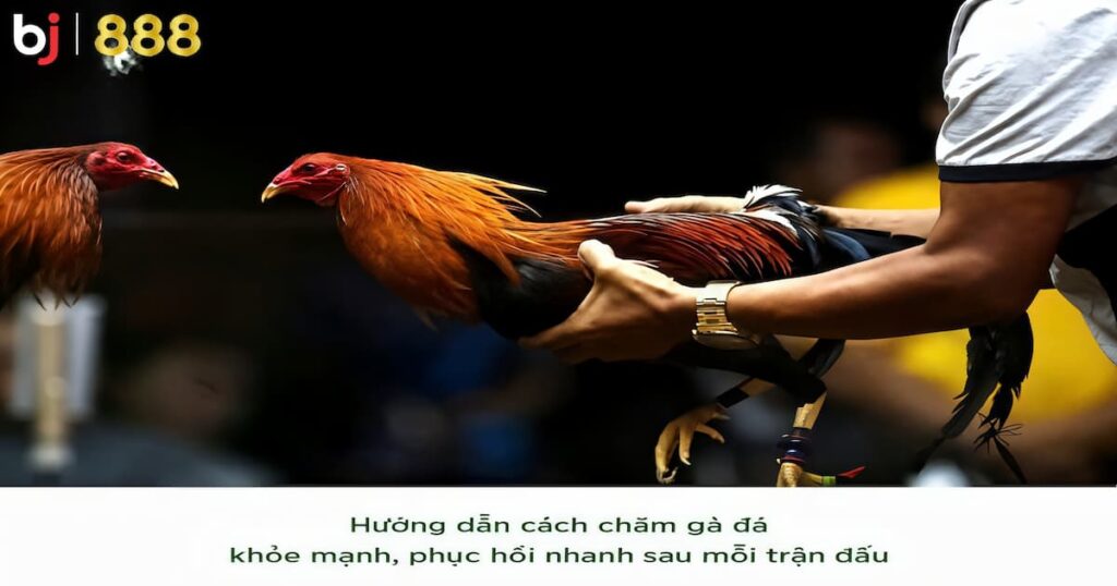 phương pháp hồi phục gà chọi