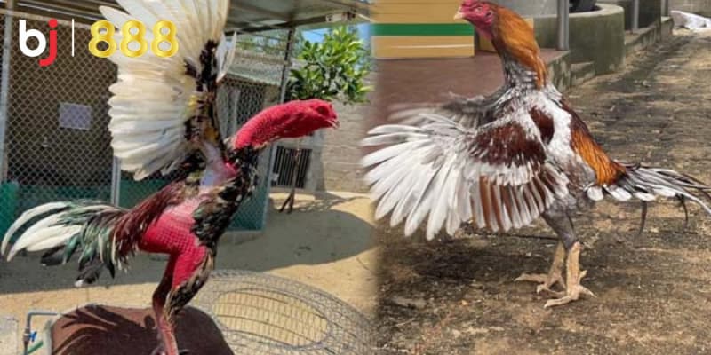 Thuốc bổ cho gà đá Thuốc bổ cho gà đá